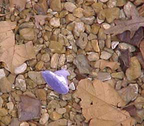 photo of dead Peep
