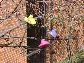 photo of Peeps climbing trees