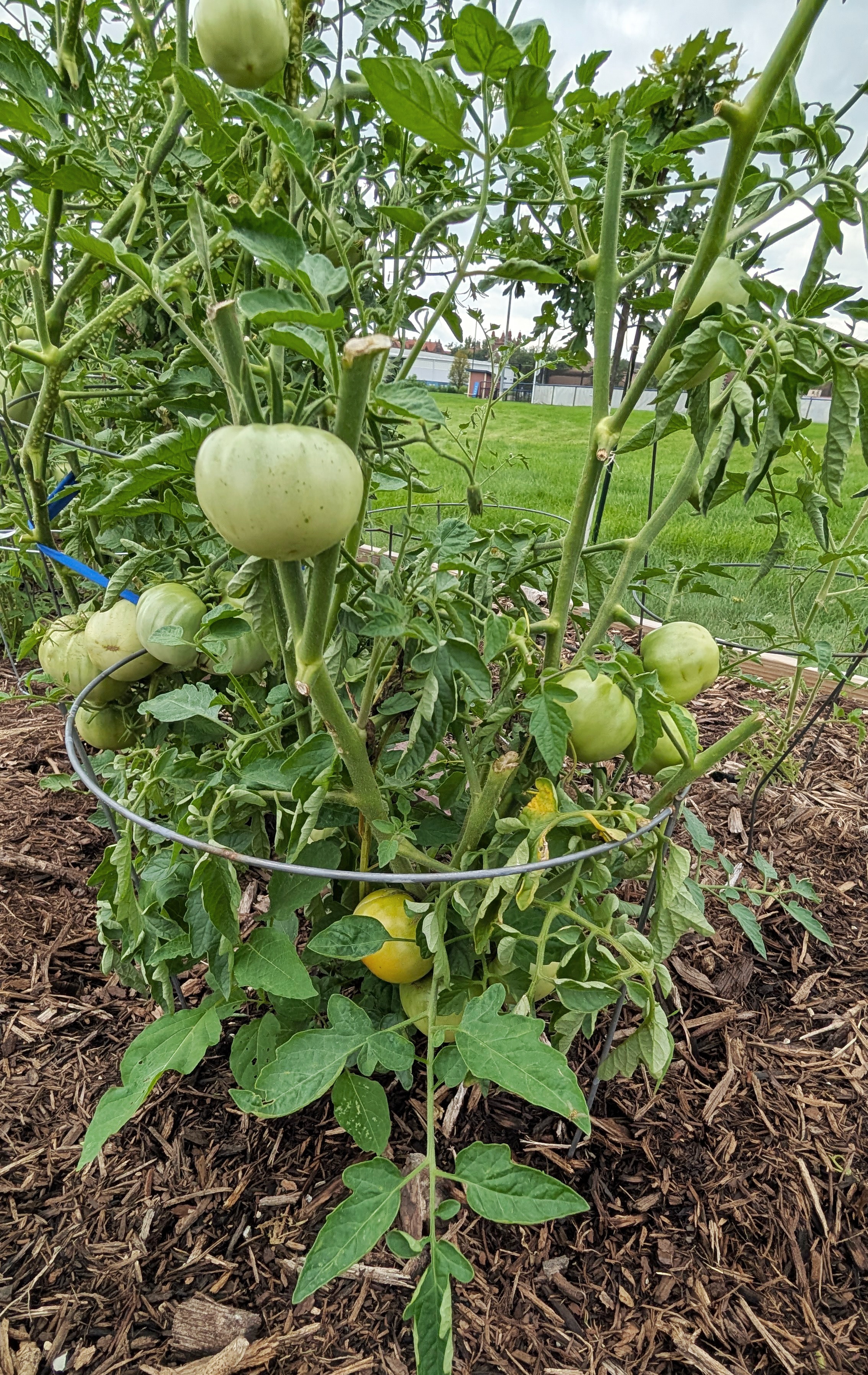 Tomatoes