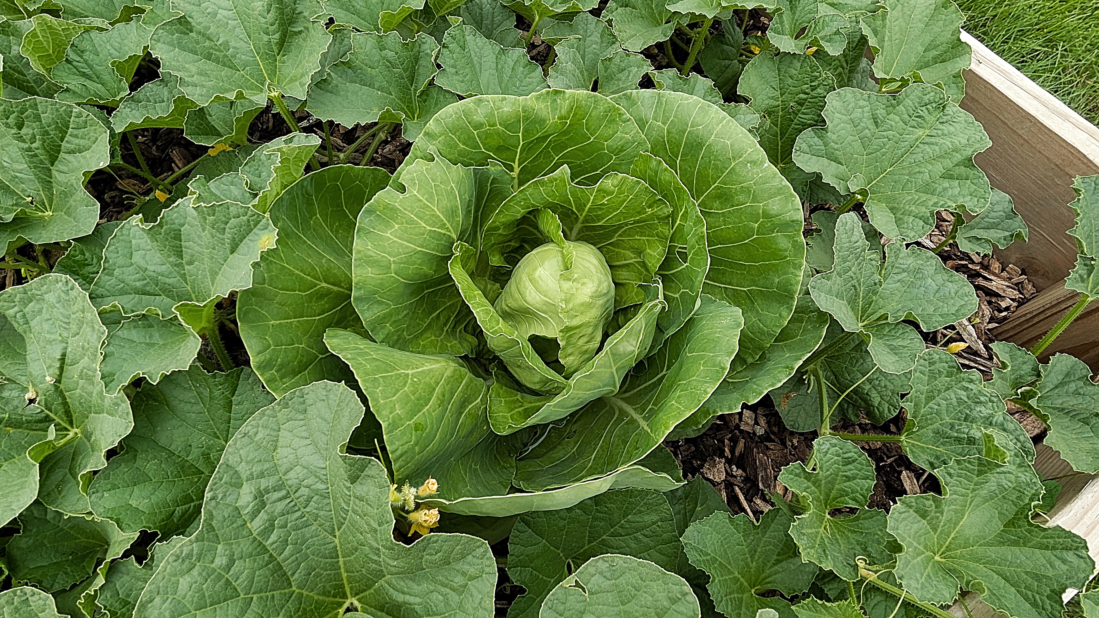 Cabbage