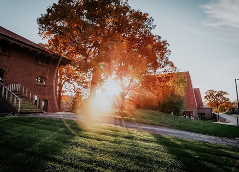 sun shining through trees on campus
