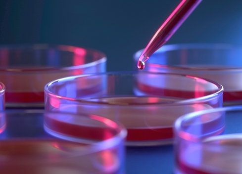 pipette dropping in petri dish