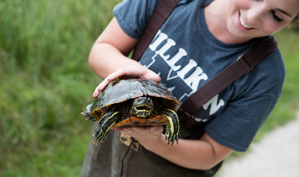 Millikin Turtle Immune System Research
